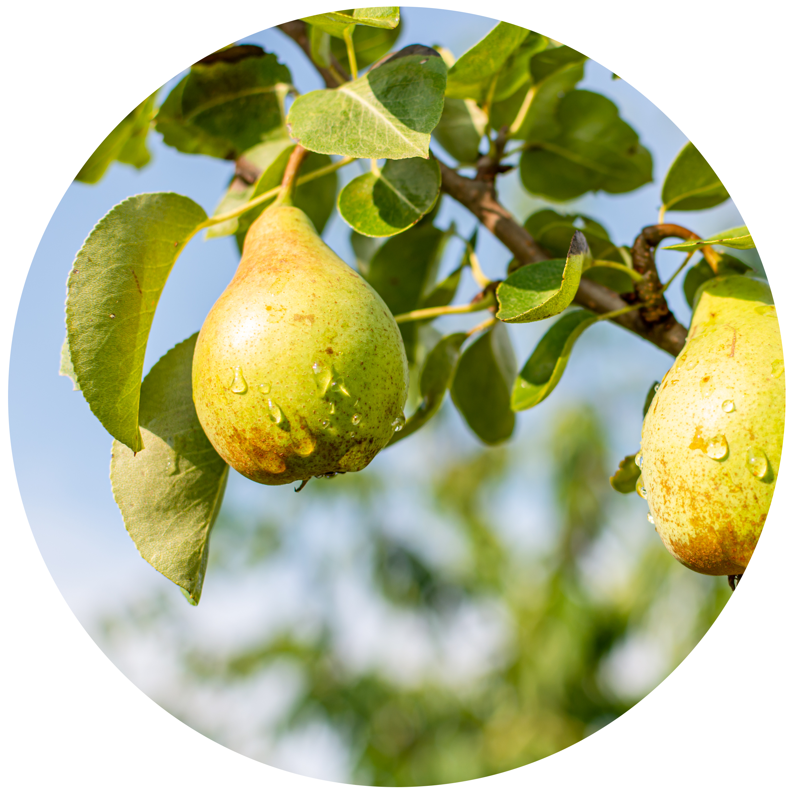 Reed Diffuser 200Ml by Ecoya- French Pear