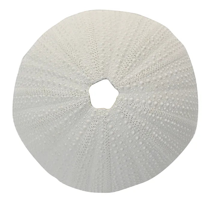 Sea Urchin Coral Resin Sculpure by Coast to Coast - White