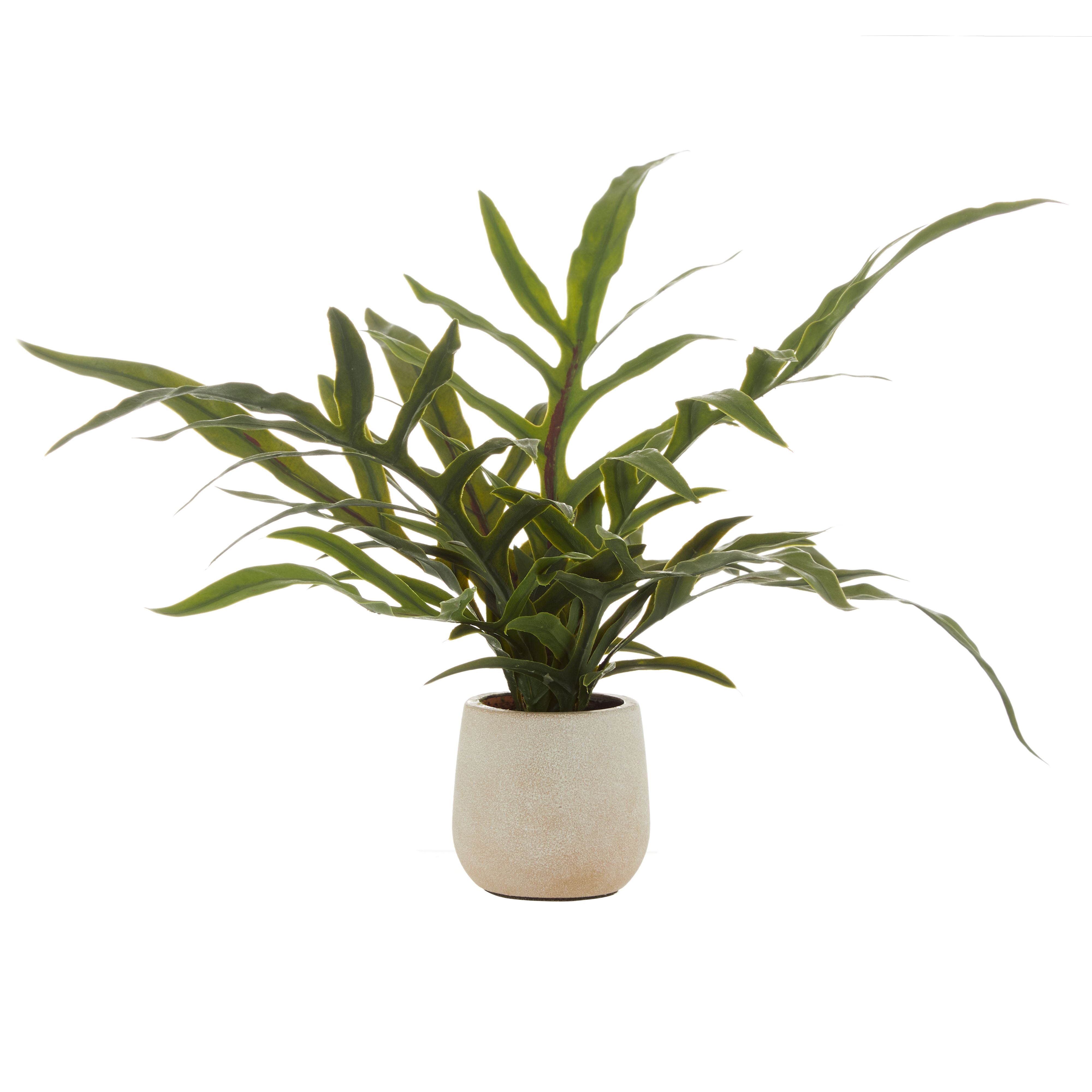 Fern Pot (Blue Star) by Rogue